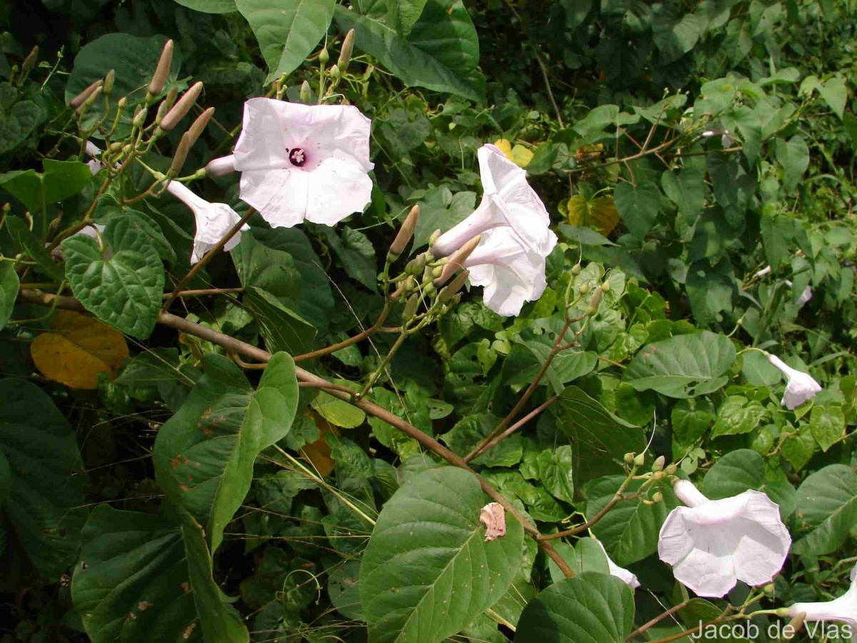 Ipomoea carnea Jacq.